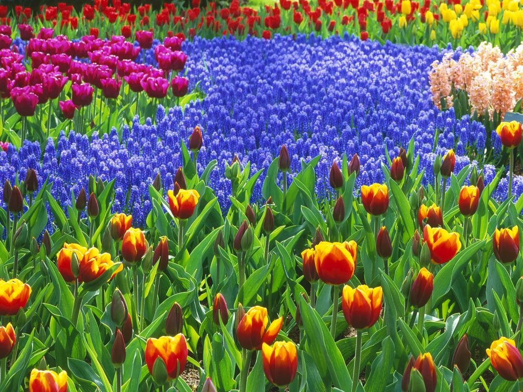 Flores do Jardim Keukenhof de Amsterdam na Holanda