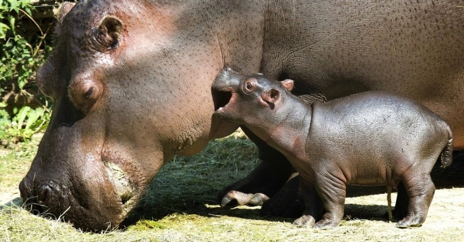 Hipopótamos no Zoológico de Basileia na Suíça