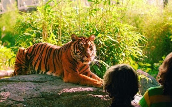 Tigre em zoológico na Holanda